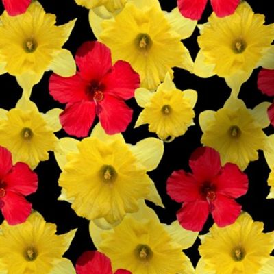 Red and Yellow Flowers Photography with Black Background