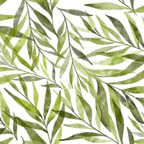 Eucalyptus leaves | 