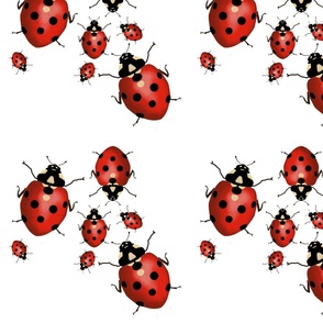 Red ladybugs walking around on white