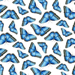 Hand Drawn Blue Morpho Butterflies in Flight on White Medium Scale