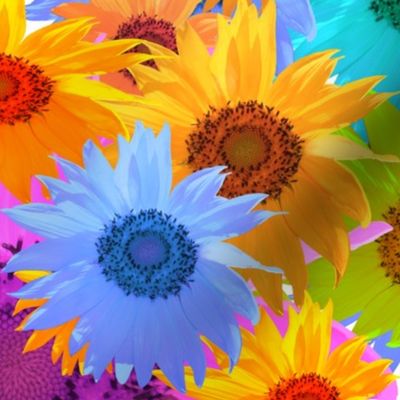 Colorful Sunflower Explosion Photography on White Background