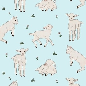 Little lambs on baby blue with little flowers