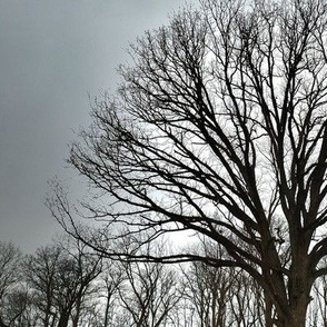 Winter Trees