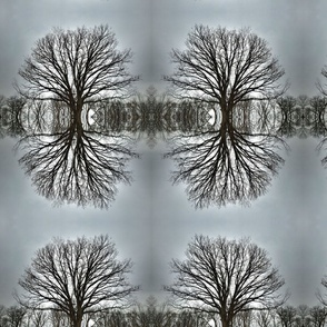 Mirrored Winter Trees
