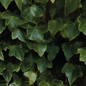 Ivy-Cloaked Tranquility