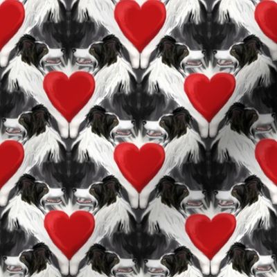 Custom Border Collie Love