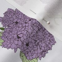 Purple_Hydrangea_