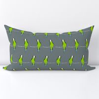 Parakeets on Grey