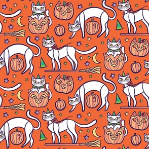 spooky cats _white and orange