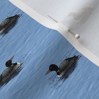 Small Loons Floating on Lake Cornflower Blue