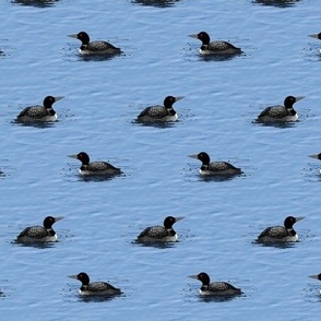 Small Loons Floating on Lake Cornflower Blue