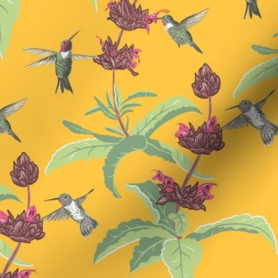 Hummingbird & Salvia Spathacea
