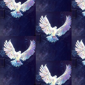 White Winged Dove1!