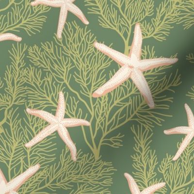 Light starfishes on seaweed green