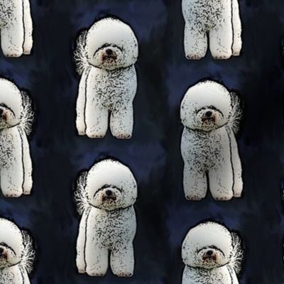 Posing Bichon Frise - blue