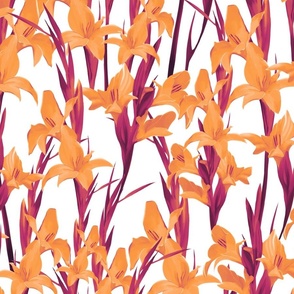 Orange lilies on a white background
