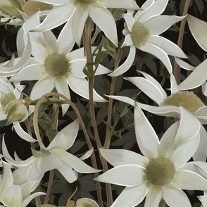 Dried field daisies on a dark green background