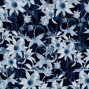 Blue daisies 