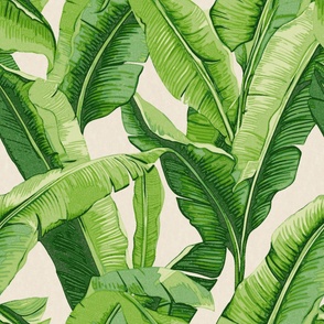 Banana Leaf Tropical Leaves Pattern Green Tropics on Natural White Background