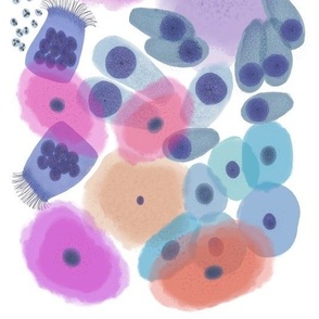 Cervical cells benign 
Cells from the human body prints are also available. 
Cytology,  pathology,  histology,  teaching and learning guide.  Use it on any science project.  
Other cell types are in the shop and in our site CytoNerd.com 