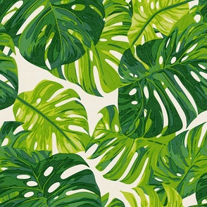 Tropical Monstera Leaves on White Background