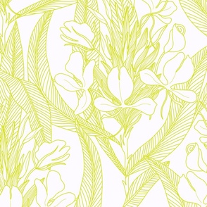 YELLOW GINGER LIME OUTLINE ON WHITE