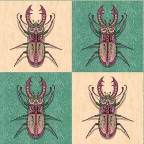 Stag beetle - medium size