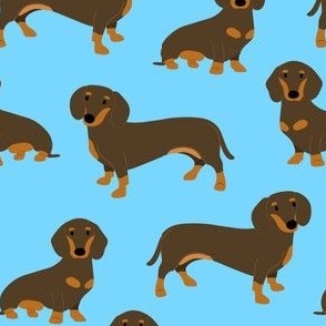dachshund smooth coat C color 44