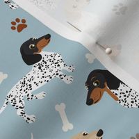 Piebald Dachshund Paws and Bones Blue