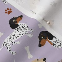 Piebald Dachshund Paws and Bones Purple