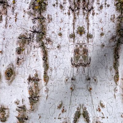 Birch Bark with Ants (medium vertical design)