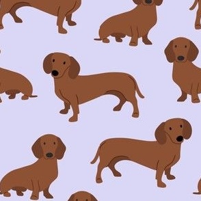 dachshund smooth coat A color 54