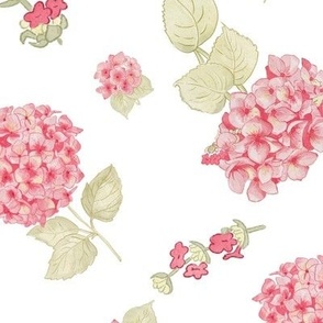 Large scale hydrangeas white background