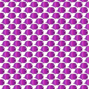2289_purple-lavender_fish_white-bkgrnd