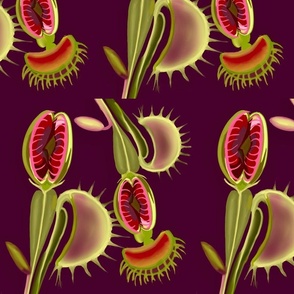 Burgandy Venus Flytrap 