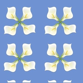 White gala flowers on blue background