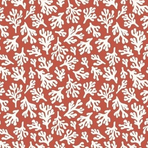 Coral on a coral colored background - small size