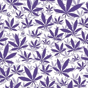 Bigger Scale Marijuana Cannabis Leaves Grape Purple on White