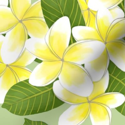 Yellow Tropical Plumeria Frangipani Flowers Mint Green