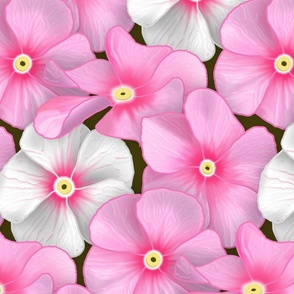 Impatiens in Pink and White // Dark Brown Background // V1 // Large Scale - 300 DPI