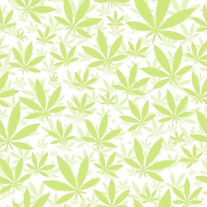 Bigger Scale Marijuana Cannabis Leaves Honeydew on White