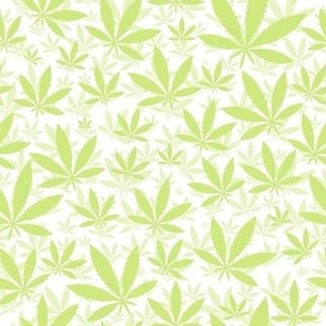 Smaller Scale Marijuana Cannabis Leaves Honeydew on White