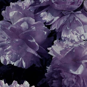 bold lavender peonys on black 24x48in