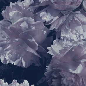 soft lavender peonys on black 24x48in