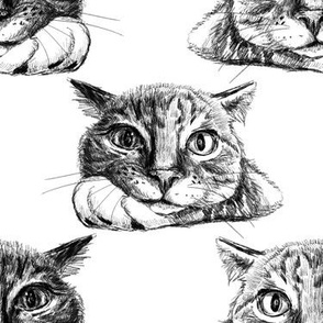 pencil drawing cat portrait