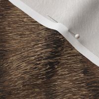 Tabby fur brown stripes 