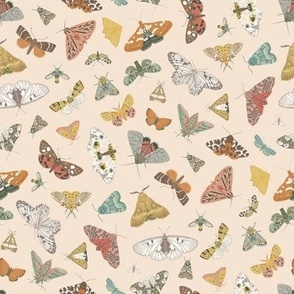 Butterflies and Moths. Colorful_8