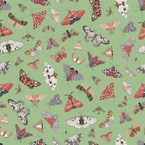 Butterflies and Moths. Green_8