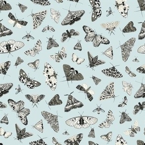 Butterflies and Moths. Light Blue_8