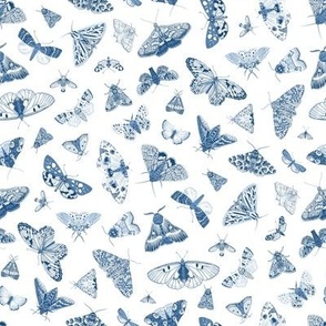 Butterflies and Moths. Blue and white_8